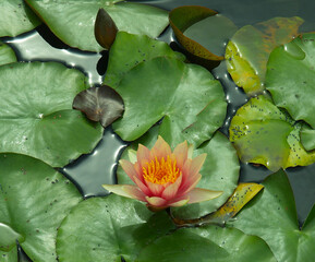 Pink water lily in a pond with green leaves. 