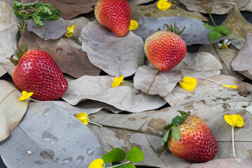 concepto de fresas rojas maduras en el bosque