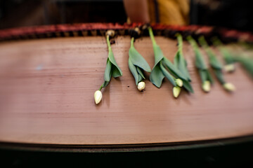fresh cut colorful blooming tulips from the garden