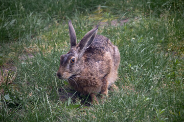 ein Hase hoppelt über die Wiese - bald ist Ostern