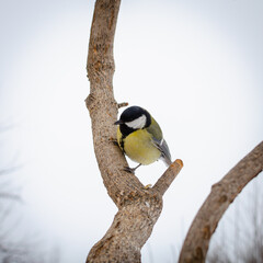 Little titmouse on a tree.