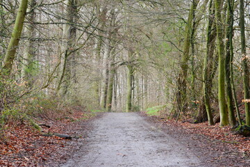 Fototapeta premium forest path through the winter forest on a day with rain