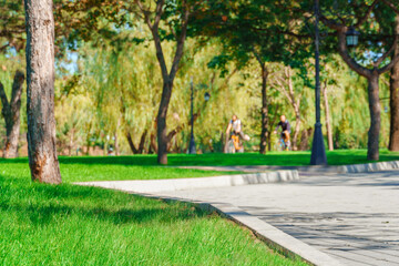 a cyclist rides a bicycle in a city park, summer day, green lawn with grass and trees, bright sunlight and shadows