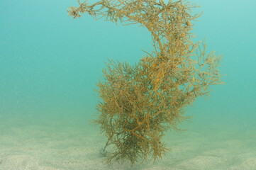 Solitary Cystophora algae dragged along flat sandy bottom by current.