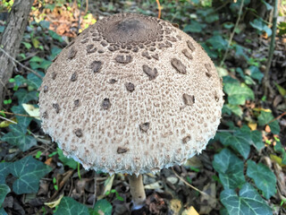 Edible Parasol mushrooms in the woods