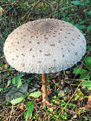 Edible Parasol mushrooms in the woods
