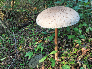 Edible Parasol mushrooms in the woods