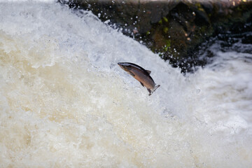Migrating to spawing grounds in the northern of Scotland,  wild Atlantic Salmon leap on the waterfall. © jamie