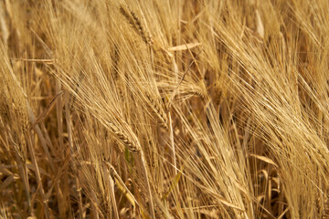 Grains of Wheat on Stalks. A wheat field ready for harvest in the sunshine.

