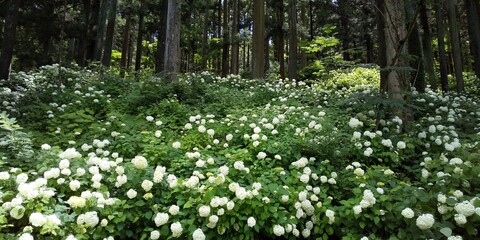 杉林の下に白いアジサイが群生している風景