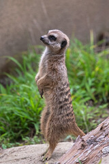 A Meerkat Standing on Hind Legs To Get a Better Look