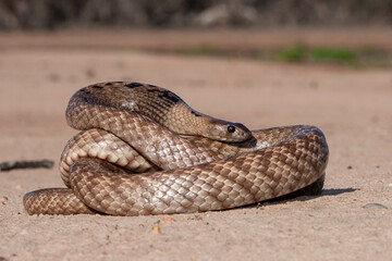 Strap-snouted Brown Snake curled up
