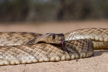 Close up of a Strap-snouted Brown Snake flickering it's tongue