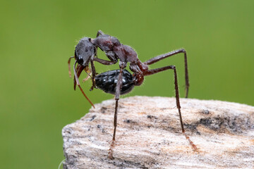 Australian Bull Ant preening itself