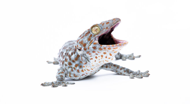 gecko on white background. Tropical asian geckos, True geckos.