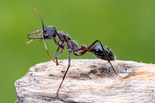 Australian Bull Ant preening itself