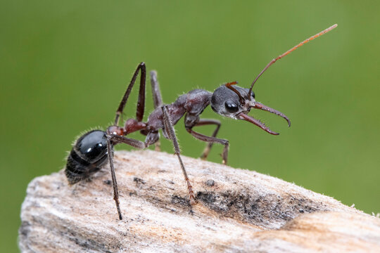Australian Bull  or Bull Dog Ant