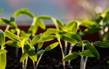 fresh green seedlings growing healthy ecological food microgreens