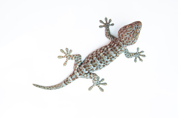 gecko on white background. Tropical asian geckos, True geckos.