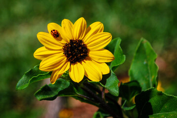 A ladybug on a bright yellow petal of a small sunflower. The insect has a red body with black spots. The beetle bug is sitting on the small yellow petal of the sunflower with a brown center.