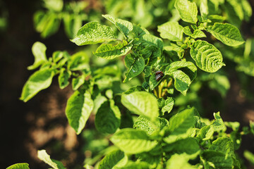 Young potato plant growing on the soil.Potato bush in the garden.Healthy young potato plant in organic garden. Organic farming. Field of green potato bushes. potato beetle. selective focus
