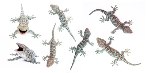 Set of gecko on white background. Tropical asian geckos, True geckos.