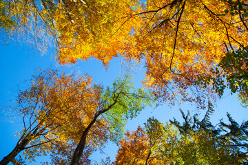 Autumn treetops and canopy against blue sky, low angle view