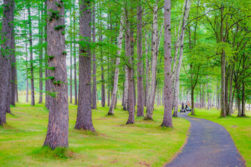 北海道富良野の森の中のイメージ