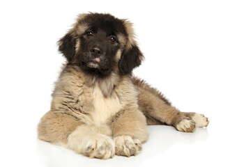 Caucasian shepherd puppy