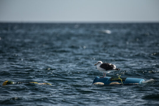 Seagull, San Carlos, Baja California Sur, Mexico