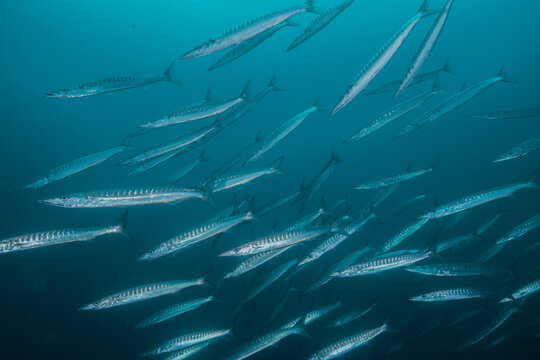 Small school of pacific barracuda