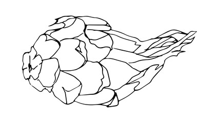 Hand drawn dragon fruit illustration. Pitaya drawing. Vector element of design. Tropical food icon. Isolated illustration.