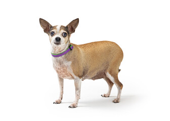 Chihuahua Crossbreed Dog Standing Side