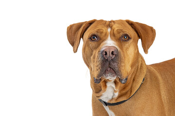 Close-up Large Mixed Breed Dog Friendly Expression