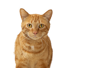 Closeup Orange Tabby Cat Looking Forward