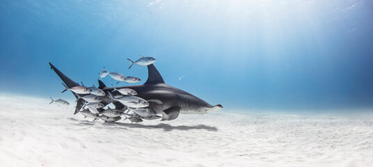 Great hammerhead shark in shoal of fish, Alice Town, Bimini, Bahamas