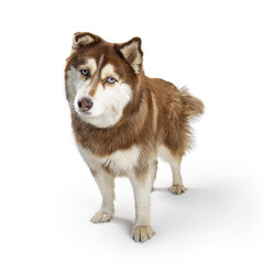 Curious Alaskan Malamute Dog Standing on White