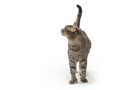 A curious grey tabby cat standing on white background facing forward turning head and looking to side into blank room for text