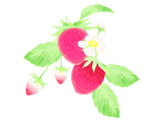 水彩風いちごのイラスト素材