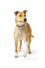 Excited Crossbreed Shepherd Dog Standing Lifting Paw
