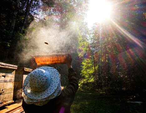 Beekeeper checking beehive against sunlight in farm, Ural, Bashkortostan, Russia
