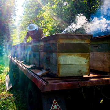 Beekeeper working in beehive farm, Ural, Bashkortostan, Russia