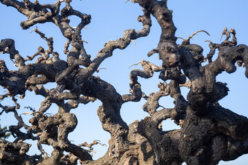 tree with many swirly branches