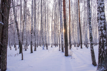 Landscape of snow covered forest