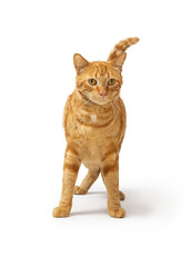 Orange Tabby Cat Standing on White Facing Forward © adogslifephoto