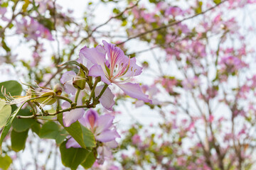 blooming bauhinia in a day time horizontal composition
