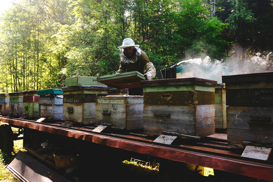 Beekeeper working in beehive farm, Ural, Bashkortostan, Russia