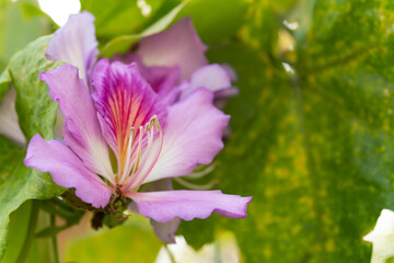 blooming bauhinia in a day time close up horizontal composition