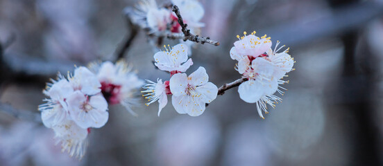 ワイド幅撮影した満開の梅の花の風景