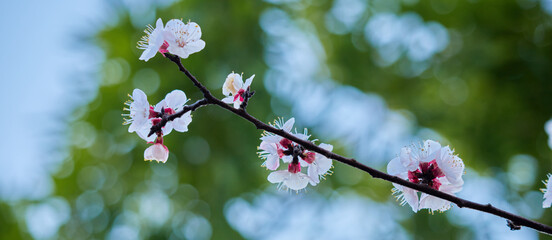 ワイド幅撮影した満開の梅の花の風景